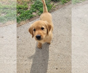 Golden Retriever Puppy for sale in RAYWICK, KY, USA