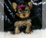 Small Photo #44 Yorkshire Terrier Puppy For Sale in WARSAW, IN, USA