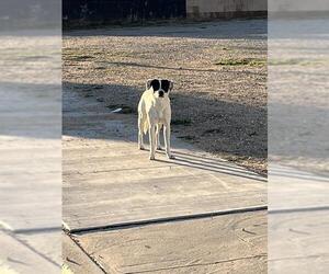 Border Collie Dogs for adoption in Bakersfield, CA, USA