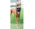 Small #8 Boxer