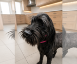Small #2 Labradoodle