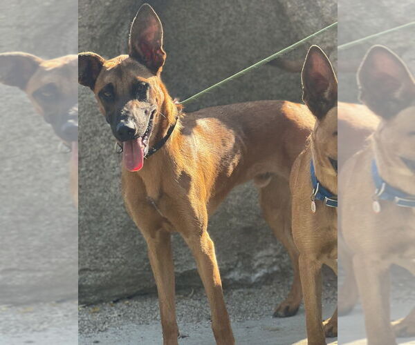 Medium Photo #2 Mutt Puppy For Sale in Dana Point, CA, USA