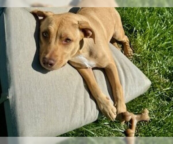 Medium Photo #7 American Pit Bull Terrier-Unknown Mix Puppy For Sale in Chester, VA, USA