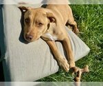 Small #6 American Pit Bull Terrier Mix