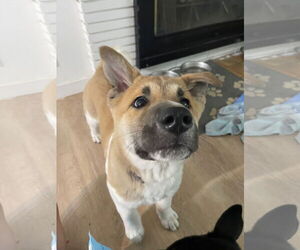 Akita-Unknown Mix Dogs for adoption in MIDWAY, UT, USA