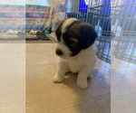 Small Photo #5 Coton de Tulear Puppy For Sale in PAULDEN, AZ, USA