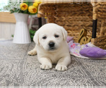 Small #3 Labrador Retriever
