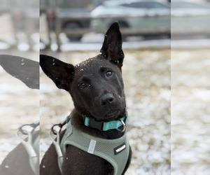 German Shepherd Dog-Unknown Mix Dogs for adoption in Alexander, AR, USA