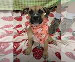 Small #1 Boxer Mix