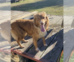 Small Photo #1 Australian Shepherd Puppy For Sale in ETHRIDGE, TN, USA