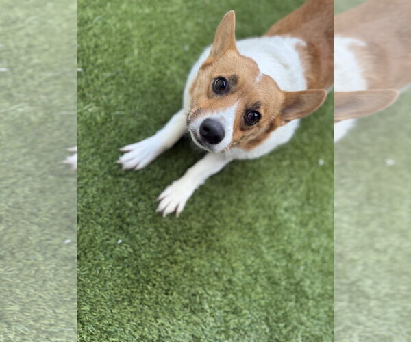 Medium Photo #3 Mutt Puppy For Sale in Mission Viejo, CA, USA