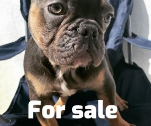 French Bulldog Puppy for sale in MIAMI, FL, USA