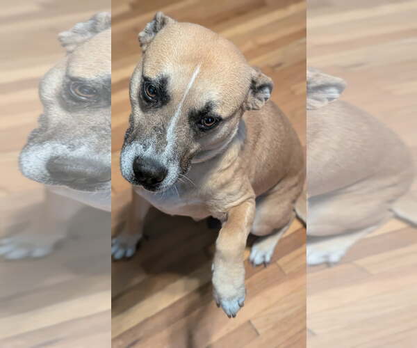 Medium Photo #7 Mutt Puppy For Sale in St. Louis Park, MN, USA