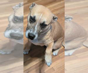 Star - Female Mutt Dog for Adoption - Photo #7