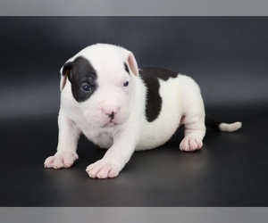 American Bully Puppy for sale in CHAMPAIGN, IL, USA