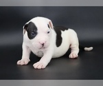 Image preview for Ad Listing. Nickname: Achilles