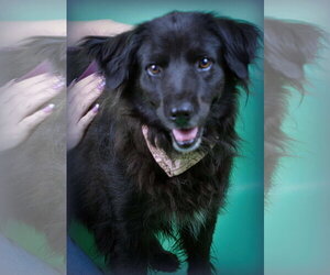 Retriever -Unknown Mix Dogs for adoption in Holly Springs, MS, USA