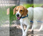 Small Beagle Mix