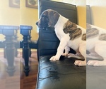 Small Photo #1 Great Dane Puppy For Sale in CLEVELAND, NC, USA