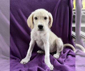 Great Pyredane Dogs for adoption in Mundelein, IL, USA