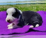 Small Photo #122 Border Collie Puppy For Sale in NORBORNE, MO, USA