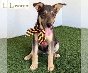 German Shepherd Dog-Unknown Mix Dogs for adoption in San Diego, CA, USA