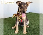 Laverne - Female German Shepherd Dog-Unknown Mix Dog for Adoption - Small photo