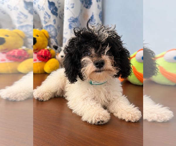 Medium Photo #13 Bichpoo Puppy For Sale in DURHAM, CT, USA