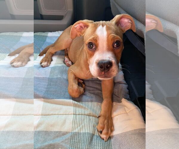 Medium Photo #16 Boxer-Unknown Mix Puppy For Sale in Burnsville, MN, USA