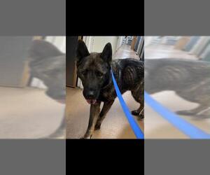 Akita-German Shepherd Dog Mix Dogs for adoption in Chula Vista, CA, USA
