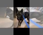 Small Akita-German Shepherd Dog Mix