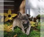Small Photo #2 French Bulldog Puppy For Sale in LANCASTER, PA, USA