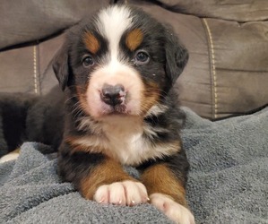 Bernese Mountain Dog Puppy for sale in LEETONIA, OH, USA
