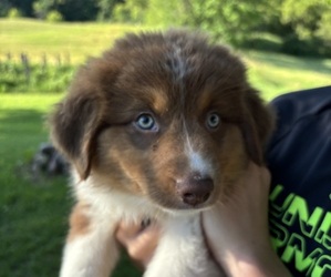 Australian Shepherd Litter for sale in TIGERTON, WI, USA