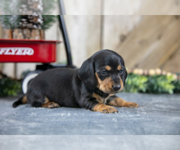 Medium Photo #2 Dachshund Puppy For Sale in GREENWICH, OH, USA