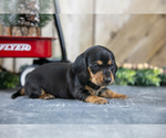 Small #1 Dachshund
