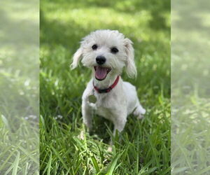 Maltese-Unknown Mix Dogs for adoption in PIPE CREEK, TX, USA