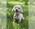 Small Maltese Mix