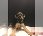 Small Photo #7 Mutt Puppy For Sale in ENTERPRISE, AL, USA