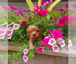 Cavalier King Charles Spaniel Puppy for sale in WENTWORTH, MO, USA