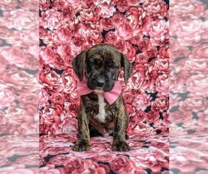 Beabull Puppy for sale in LINCOLN UNIV, PA, USA