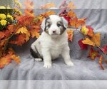 Puppy 2 Miniature Australian Shepherd