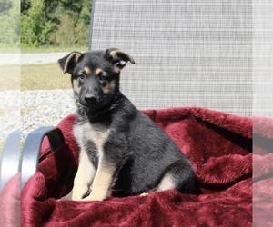 German Shepherd Dog Puppy for sale in FRESNO, OH, USA
