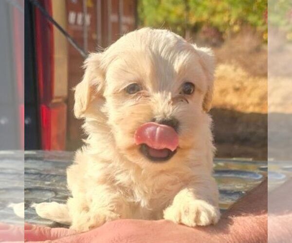 Medium Photo #1 Maltipoo Puppy For Sale in CHARLOTTE HALL, MD, USA