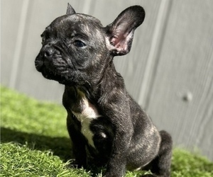 French Bulldog Puppy for sale in EDGEWORTH, PA, USA