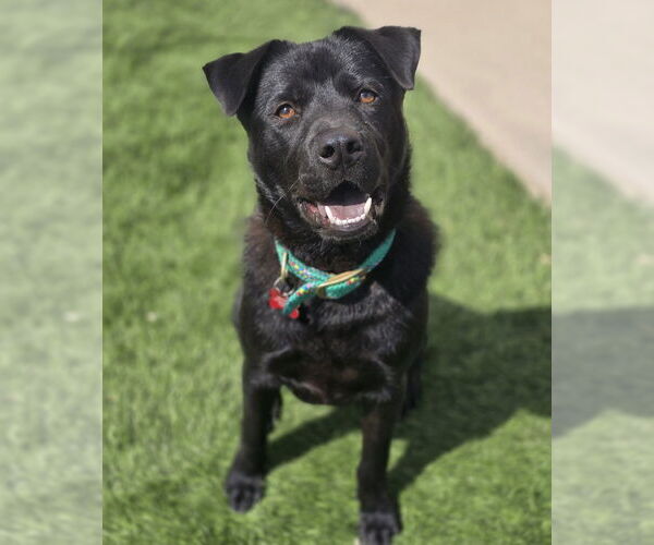 Medium Photo #26 Chinese Shar-Pei-Labrador Retriever Mix Puppy For Sale in Lakewood, CO, USA