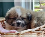 Small Photo #2 Shiranian Puppy For Sale in CALLAO, MO, USA