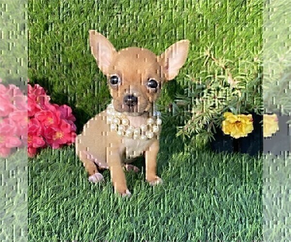 Medium Photo #1 Chihuahua Puppy For Sale in BOSTON, MA, USA
