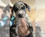 Small #5 Great Dane
