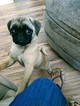 Small Photo #1 Pug Puppy For Sale in LEX PK, MD, USA